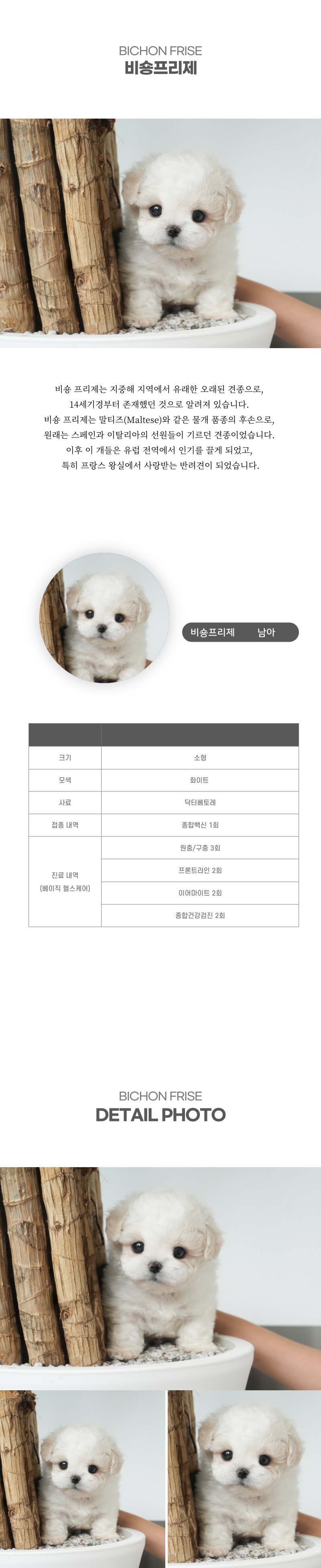 미니비숑_상세이미지_2
